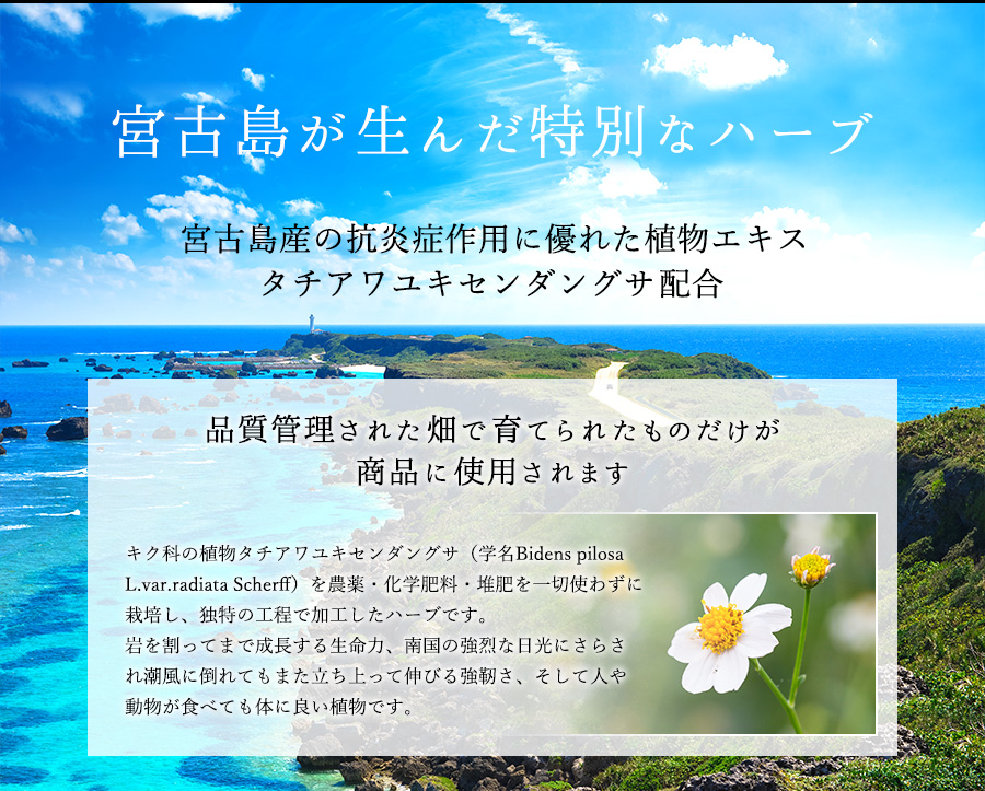 宮古島が生んだ特別なハーブ
